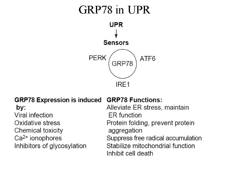 GRP78 in UPR
